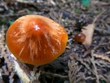 Hygrocybe psittacina var. perplexa image