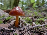 Hygrocybe psittacina var. perplexa image