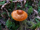 Hygrocybe psittacina var. perplexa image