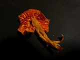 Hygrocybe psittacina var. perplexa image