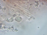 Sarcoscypha austriaca image