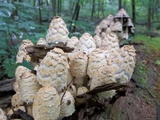Coprinopsis variegata image