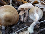 Armillaria gallica image