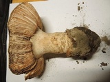 Amanita fallax image