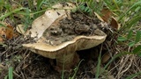 Amanita fallax image