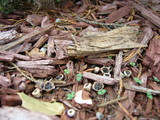 Cyathus olla image