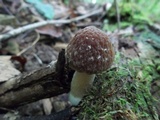 Psathyrella delineata image