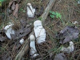 Hypomyces hyalinus image