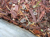 Cyathus olla image
