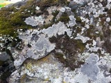 Diploschistes scruposus image