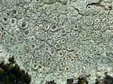 Diploschistes scruposus image
