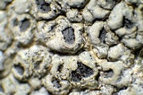 Diploschistes scruposus image
