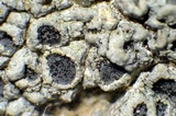 Diploschistes scruposus image