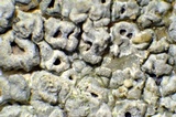 Diploschistes scruposus image