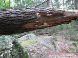 Tyromyces chioneus image