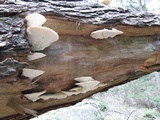 Tyromyces chioneus image