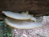 Tyromyces chioneus image