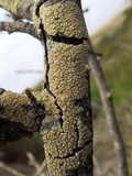 Pertusaria heterochroa image