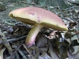 Baorangia bicolor image