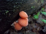 Rhodotus palmatus image