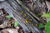 Dacryopinax spathularia image