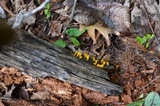 Dacryopinax spathularia image