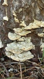 Trichaptum abietinum image