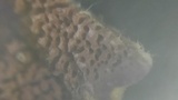 Trichaptum abietinum image