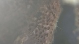 Trichaptum abietinum image