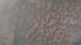 Trichaptum abietinum image
