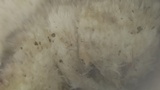 Trichaptum abietinum image