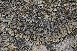 Phaeophyscia adiastola image