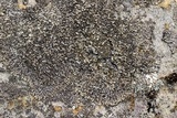 Phaeophyscia adiastola image