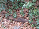 Lycogala epidendrum image