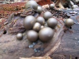 Lycogala epidendrum image