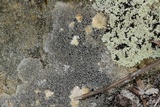 Lecanora argentea image