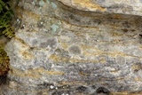 Lecanora argentea image