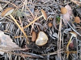 Strobilurus tenacellus image