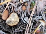 Strobilurus tenacellus image