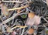 Strobilurus tenacellus image