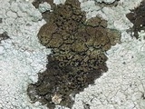 Buellia badia image