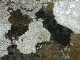 Buellia badia image
