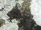 Buellia badia image