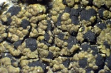 Buellia badia image