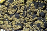 Buellia badia image