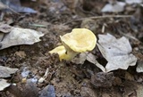 Cantharellus phasmatis image