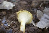Cantharellus phasmatis image