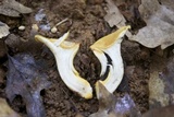 Cantharellus phasmatis image
