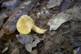 Cantharellus phasmatis image