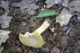 Cantharellus phasmatis image